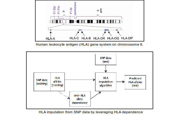 Genotyping HLA