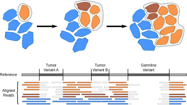 Genetic heterogeneity in tumors
